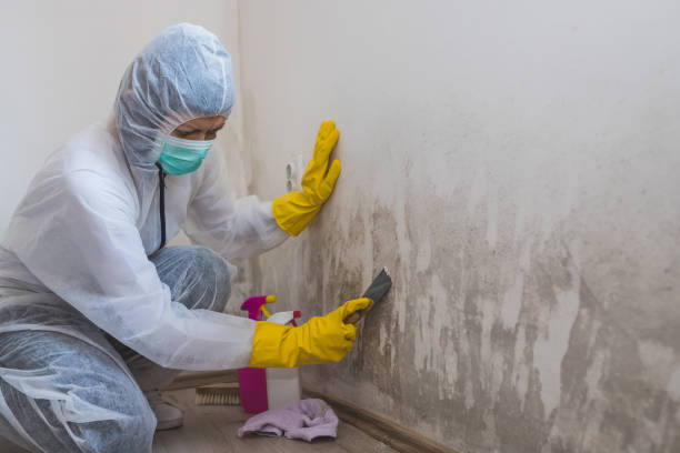 Attic Mold Removal in Rockvale, TN