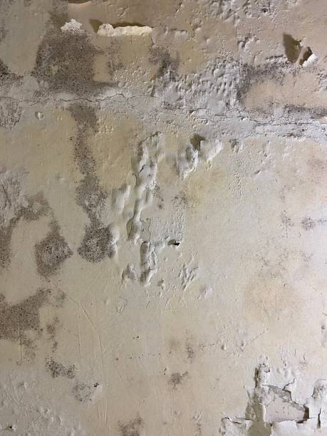 Best Attic Mold Removal  in Rockvale, TN