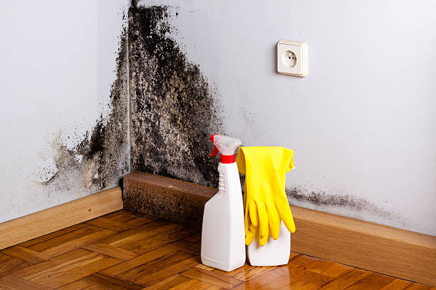 Best Fast Mold Removal  in Rockvale, TN