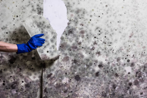 Best Certified Mold Removal  in Rockvale, TN